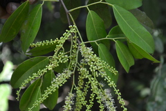 Kingiodendron pinnatum